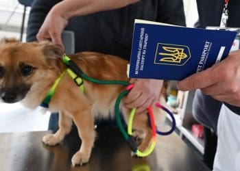 Плануєте подорож до Європи з домашнім улюбленцем? Ось, що потрібно обов’язково знати