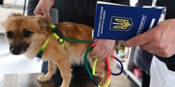 Плануєте подорож до Європи з домашнім улюбленцем? Ось, що потрібно обов’язково знати
